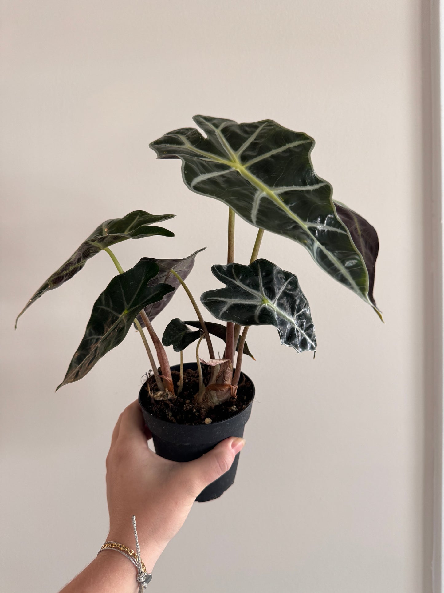 Alocasia Polly 4”