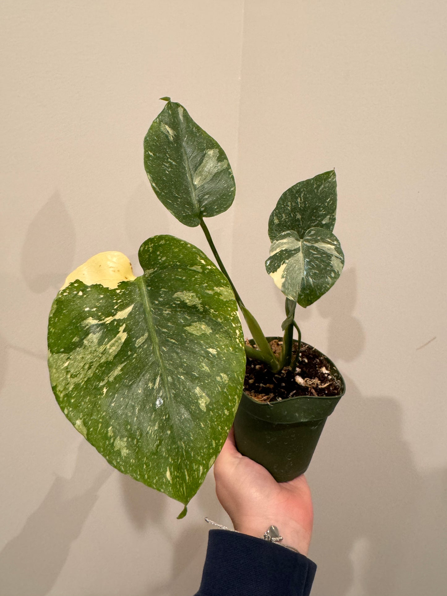 4” Monstera Thai Constellation