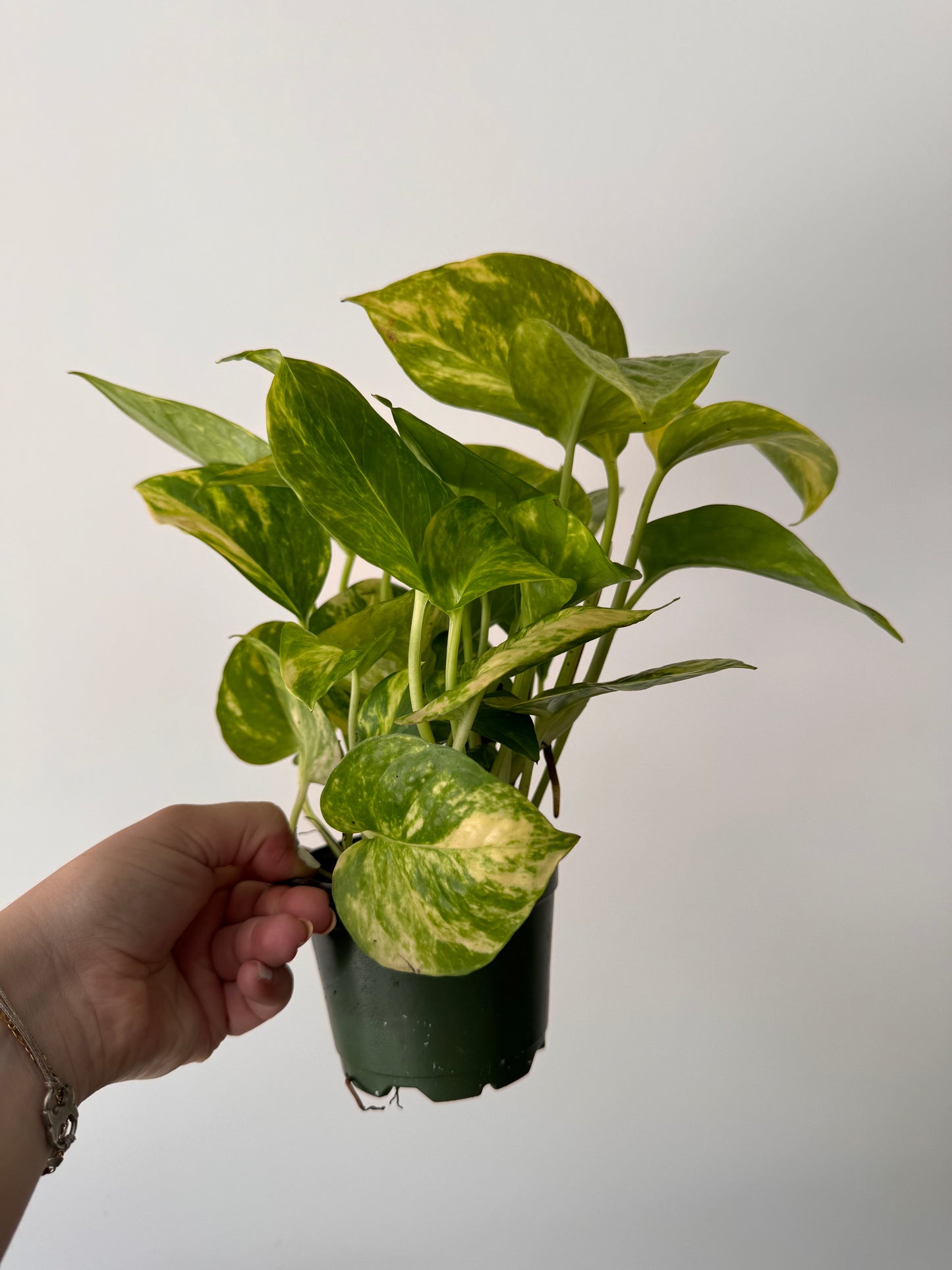 Golden Pothos 4”