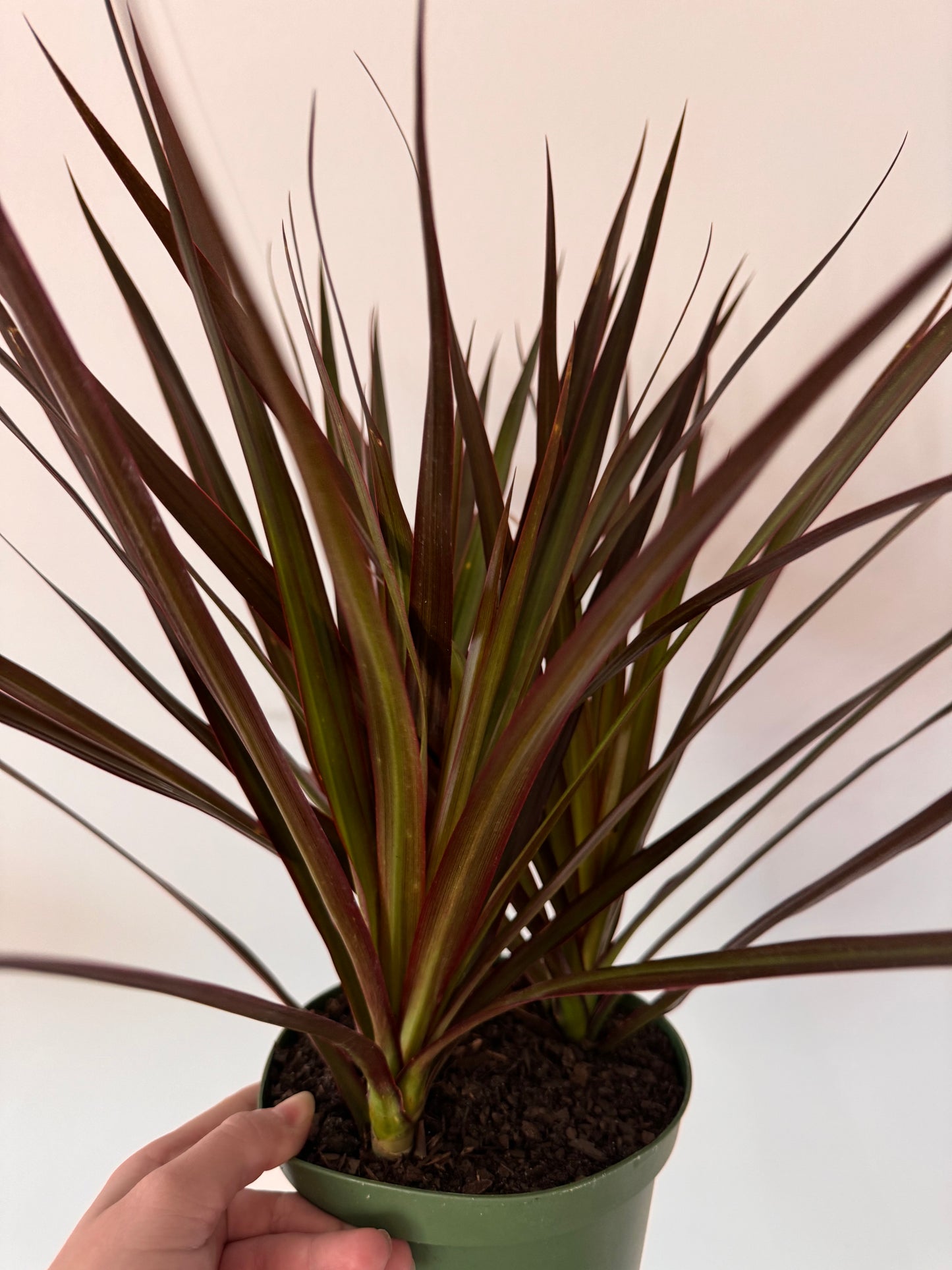 6” Dracaena Marginata