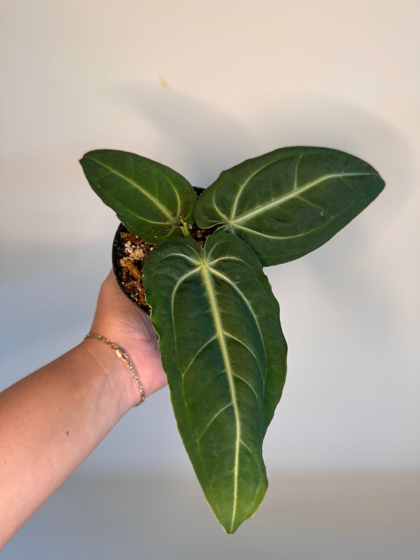 Anthurium ‘Villenaorum’