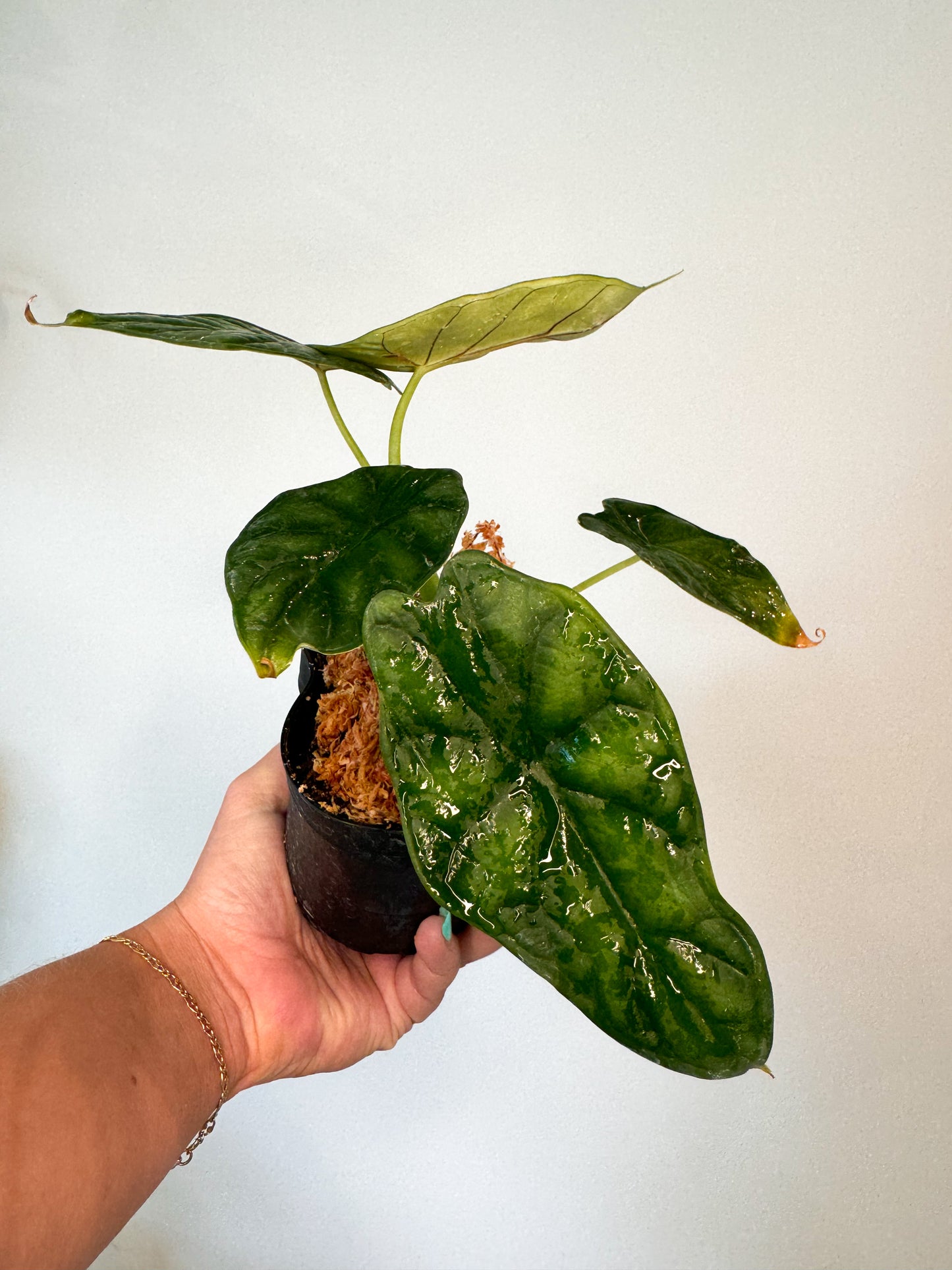 Alocasia 'Green Dragon Scale'