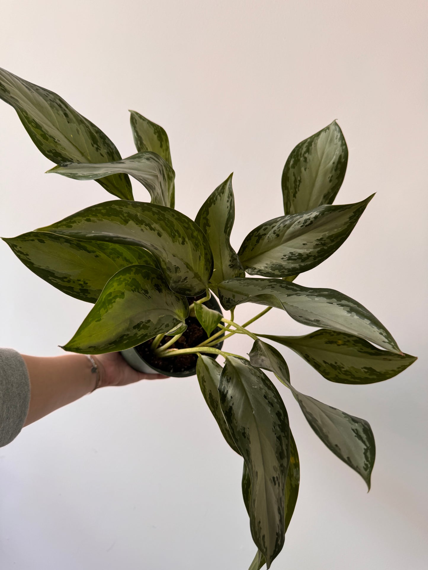 6” Aglaonema Emerald Bay