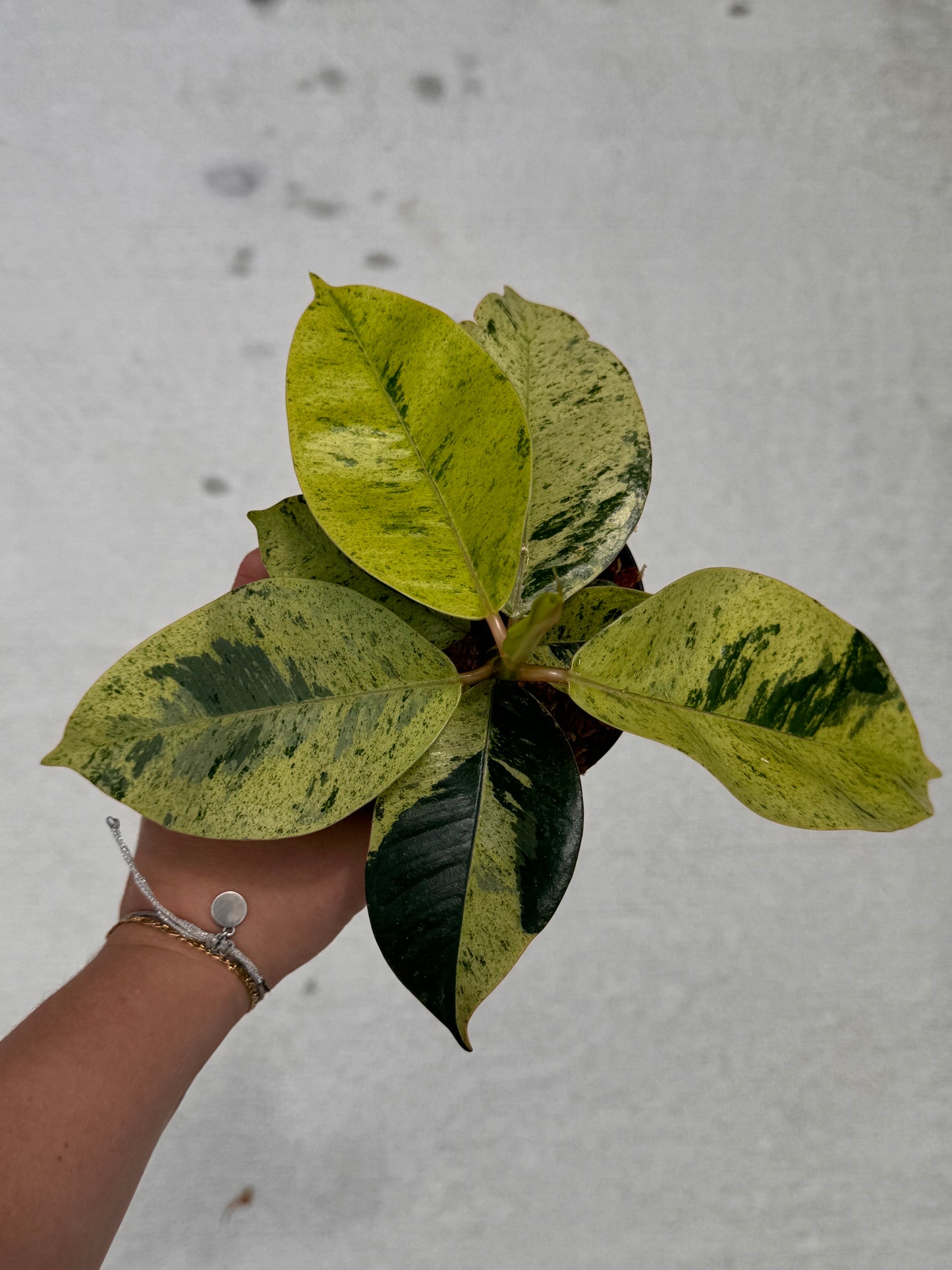 Ficus ‘Shivereana’