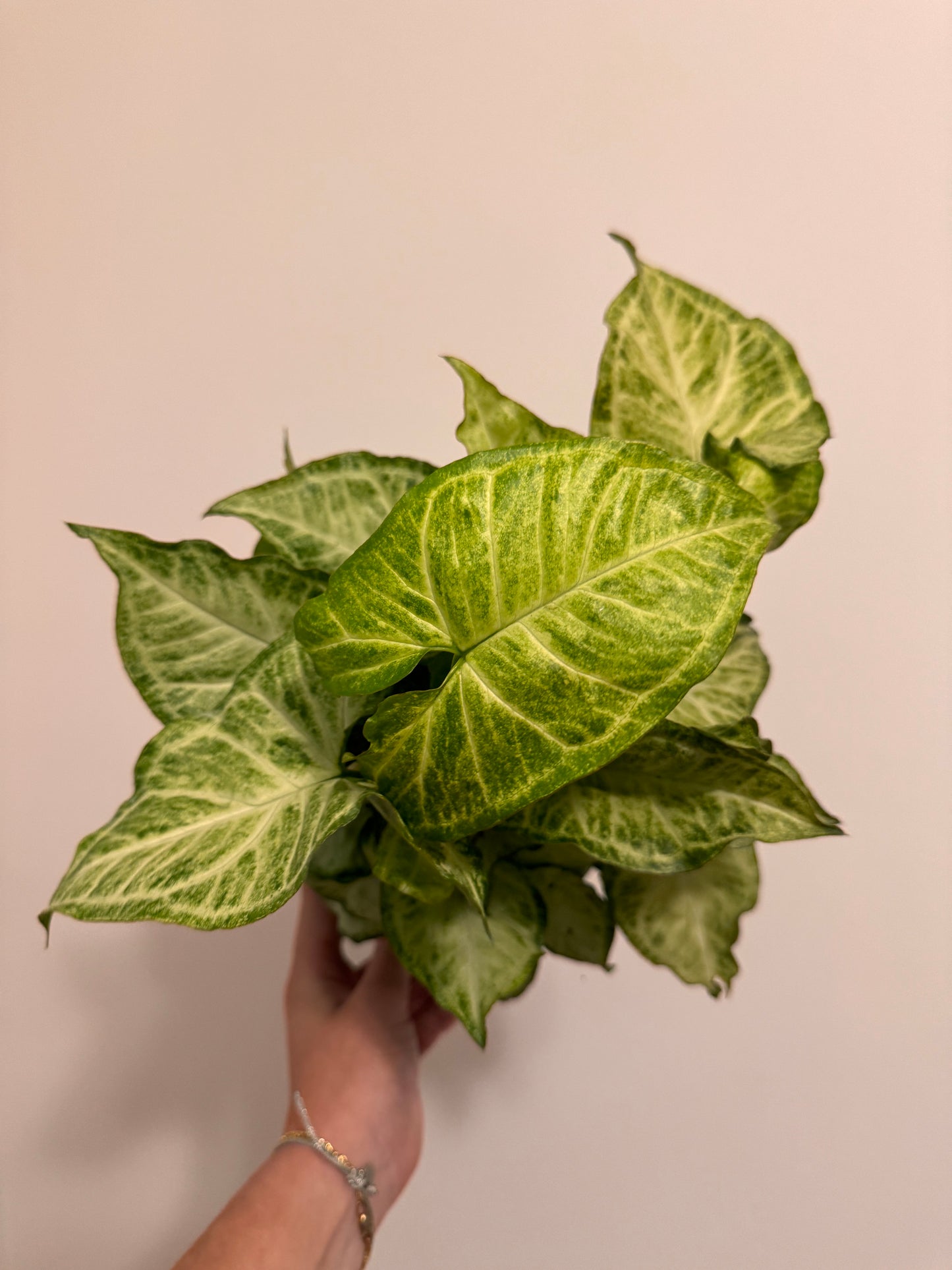 6” Syngonium White Butterfly