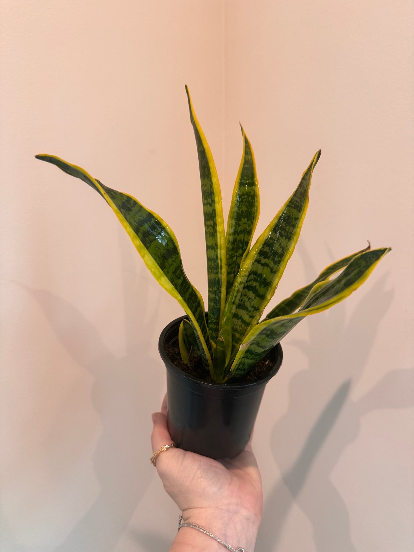 Sansevieria Laurentii Snake Plant