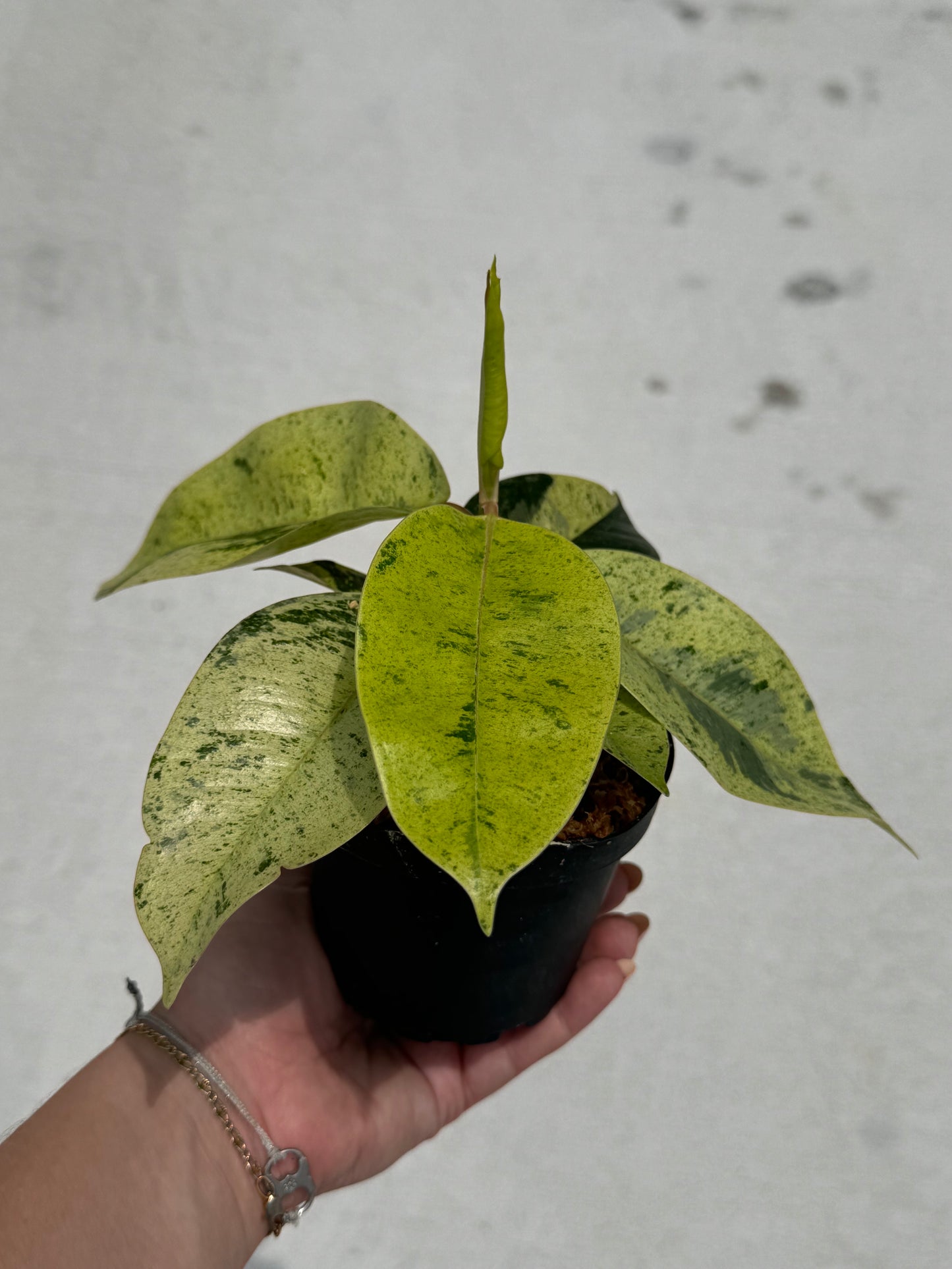 Ficus ‘Shivereana’