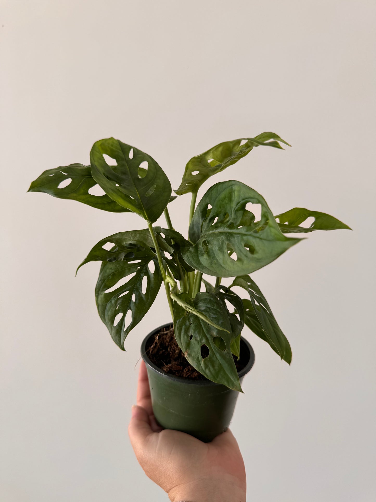 4” Monstera Adansonii (Swiss Cheese)