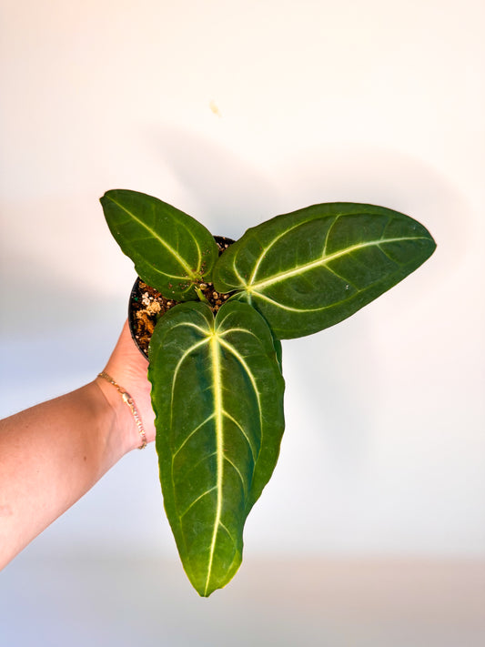 Anthurium ‘Villenaorum’