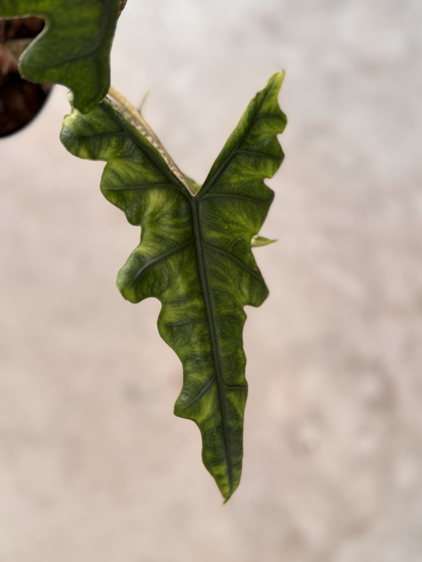 Alocasia Jacklyn