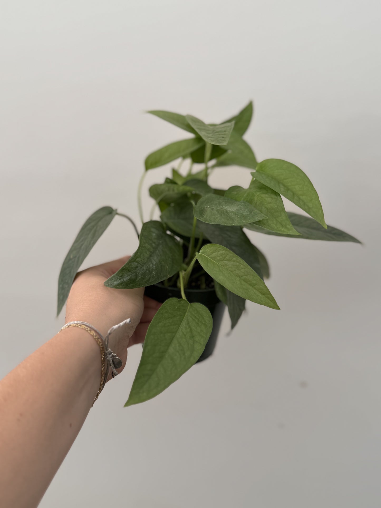 Cebu Blue Pothos