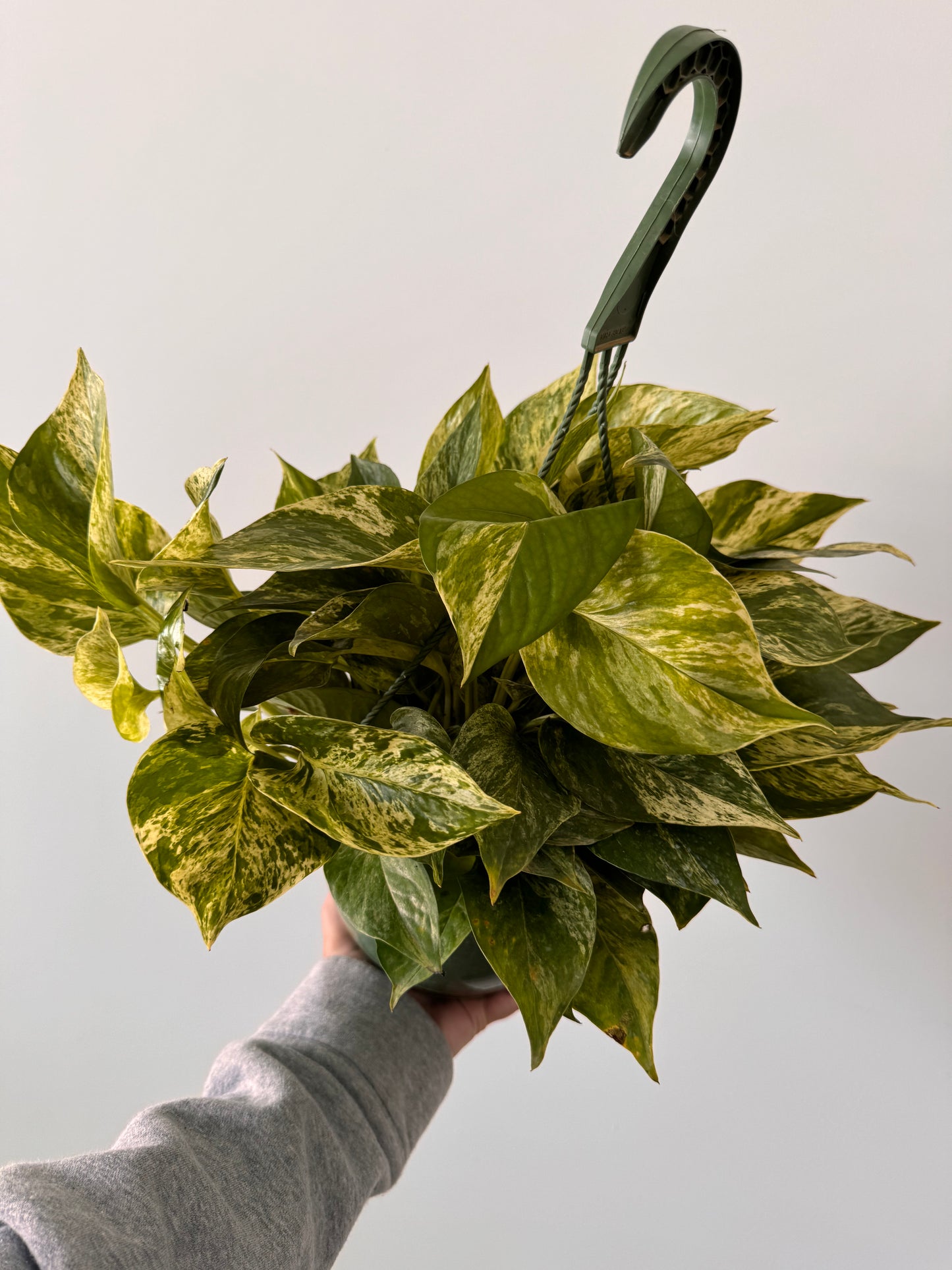 8” Pothos Marble Queen Hanging Basket