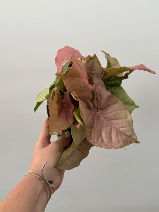 Syngonium ‘Neon Pink’