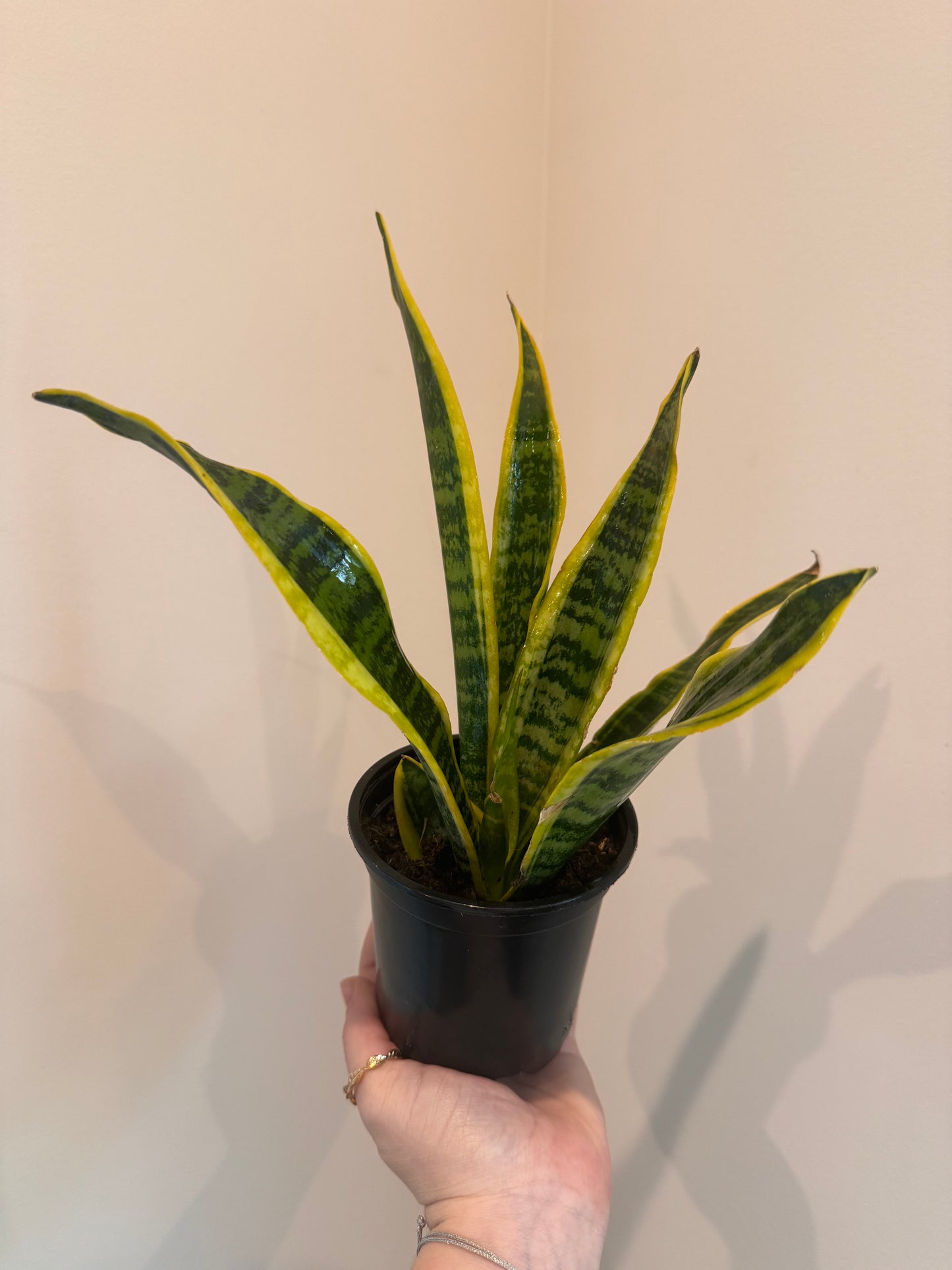 Sansevieria Laurentii Snake Plant