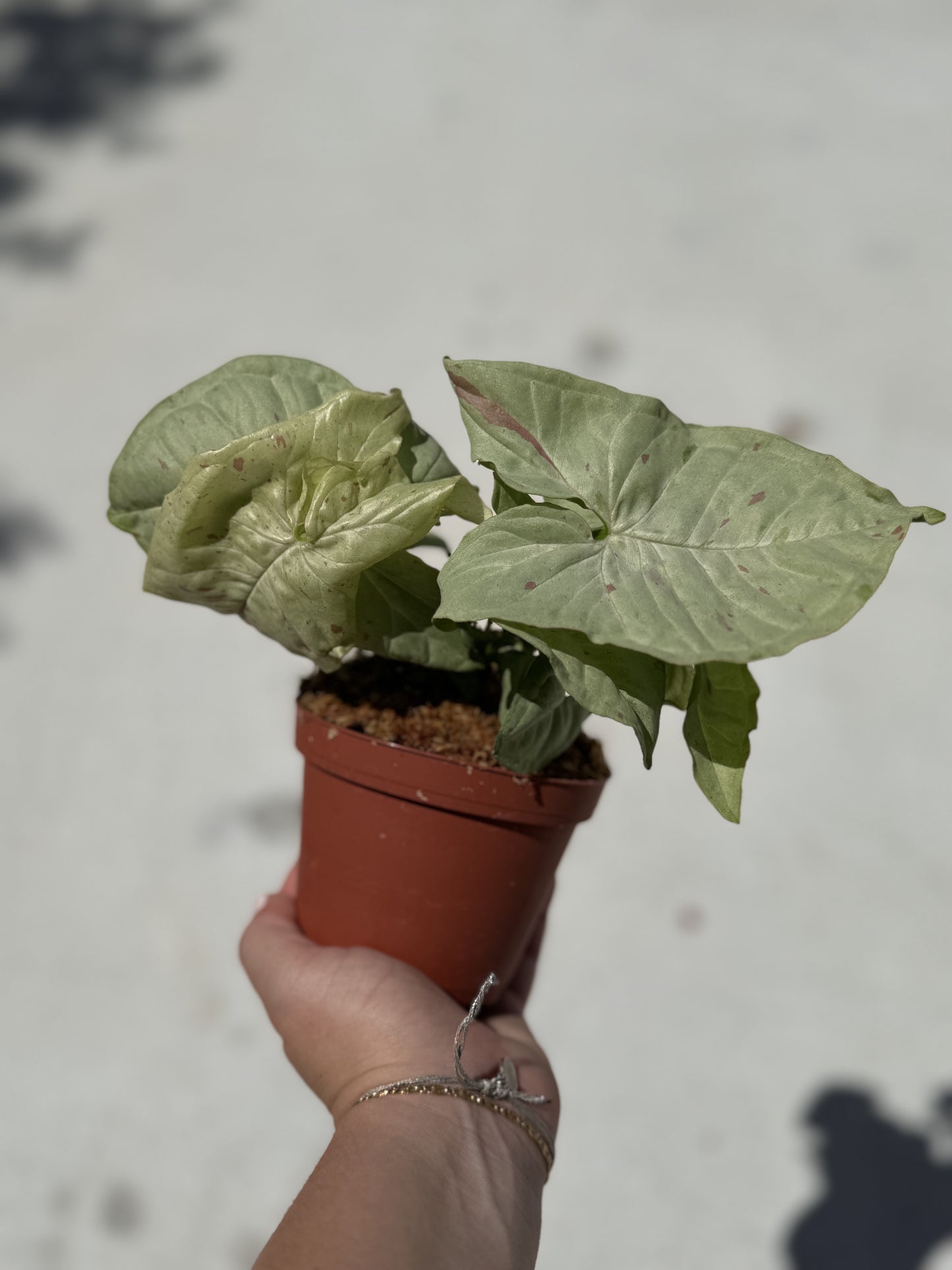 Syngonium ‘Milk Confetti’