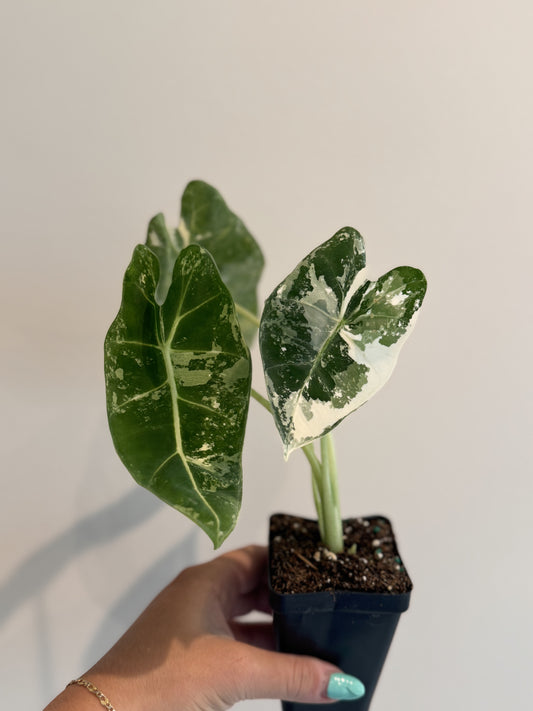 Alocasia Frydek Variegated