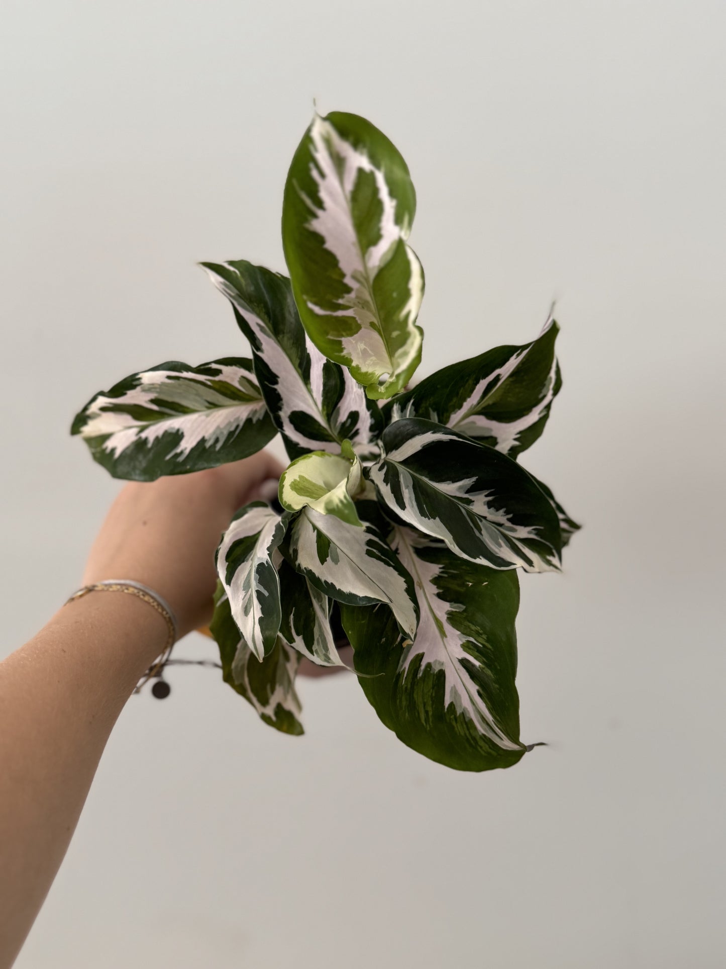 Calathea Stella