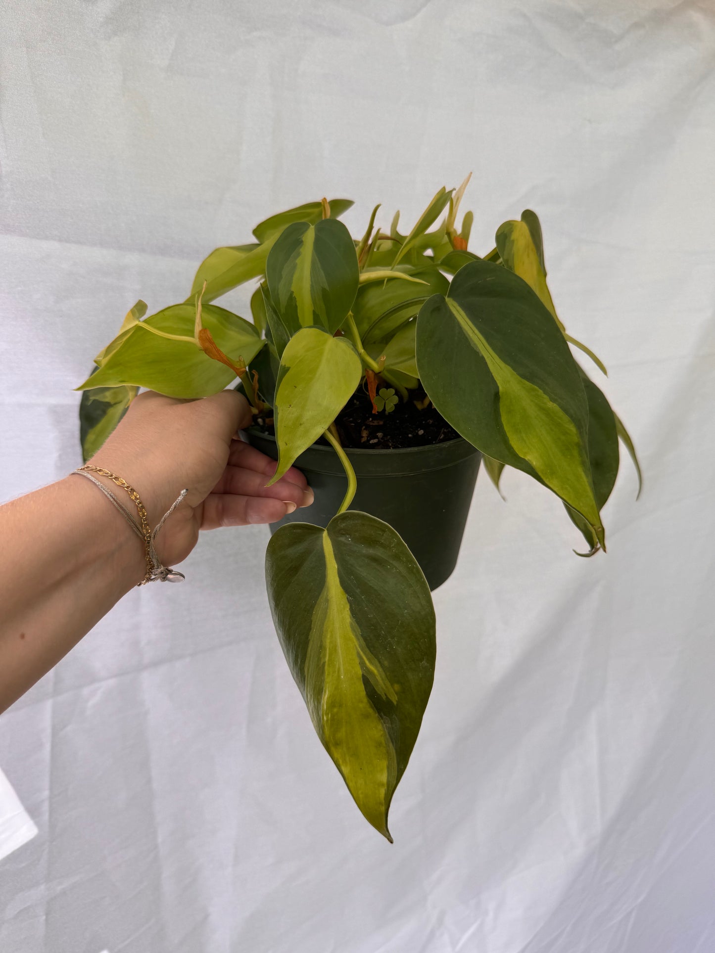 6” Philodendron Basil