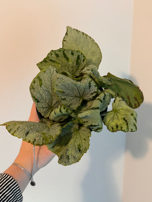 Begonia Houseplant