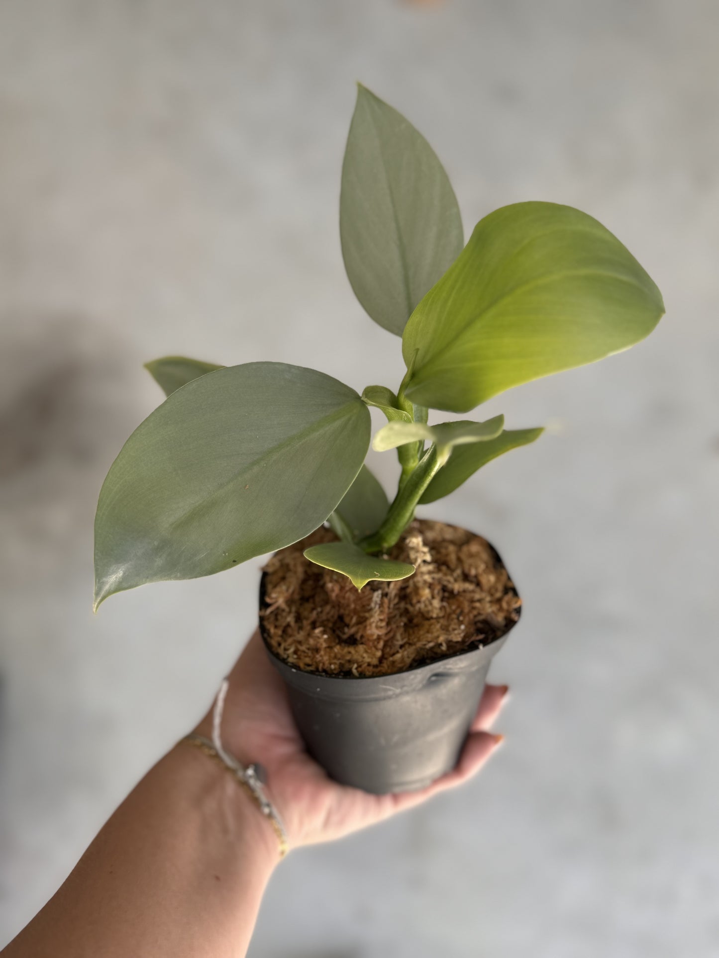 Philodendron ‘Silver Sword’