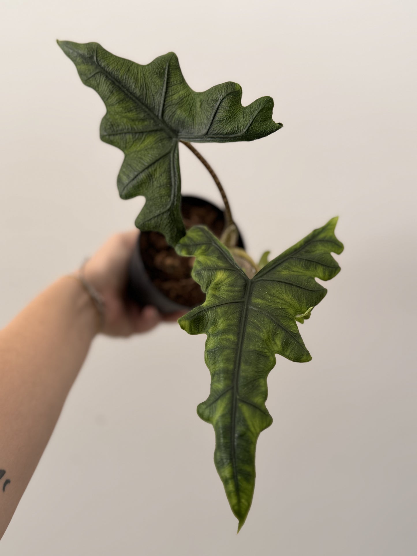 Alocasia Jacklyn