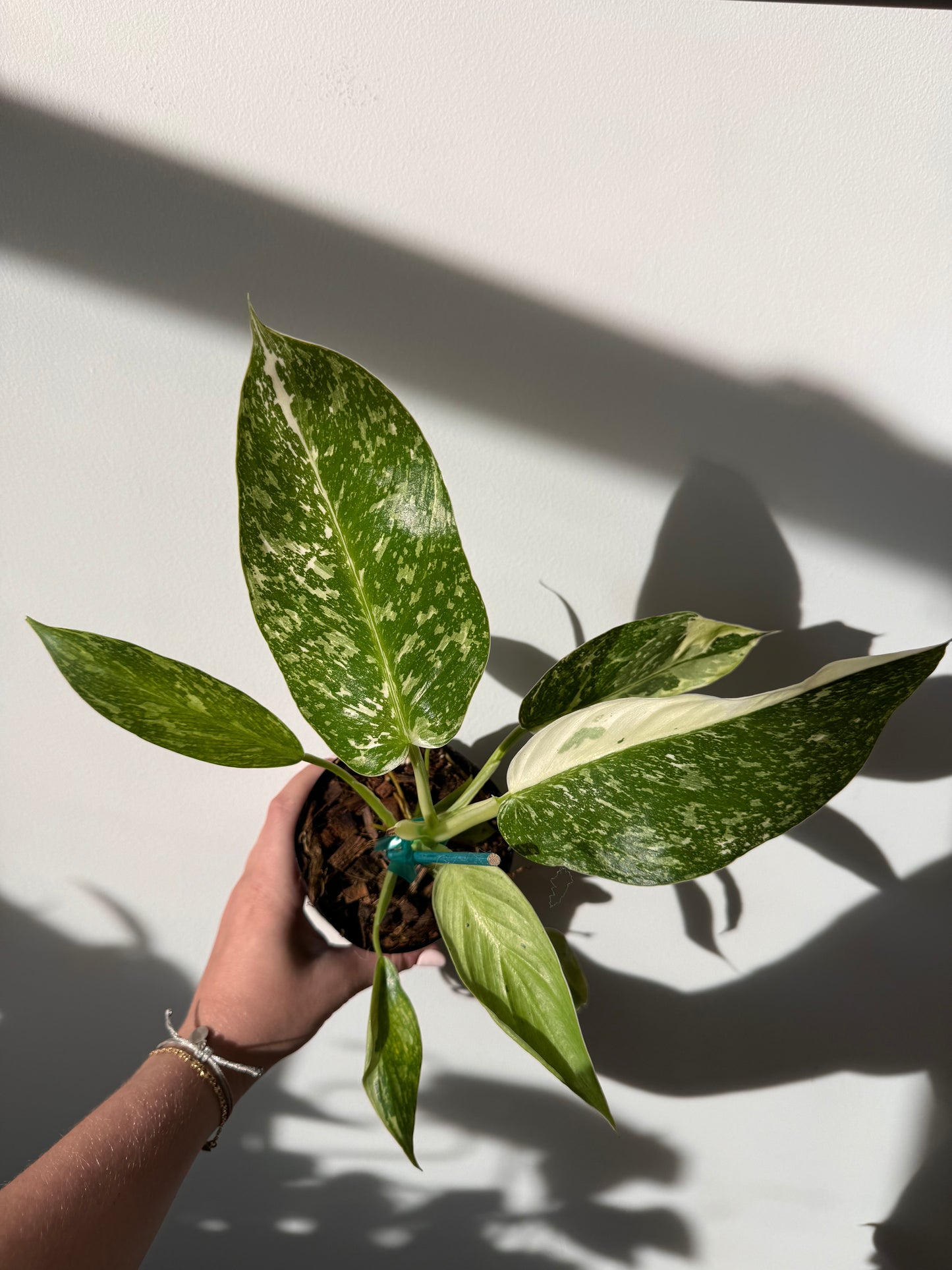 Philodendron ‘Jose Buono’