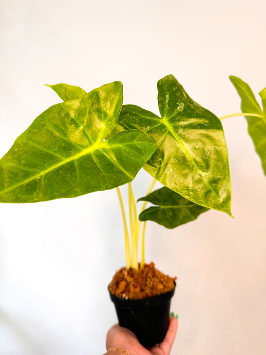 Alocasia ‘Lutea”