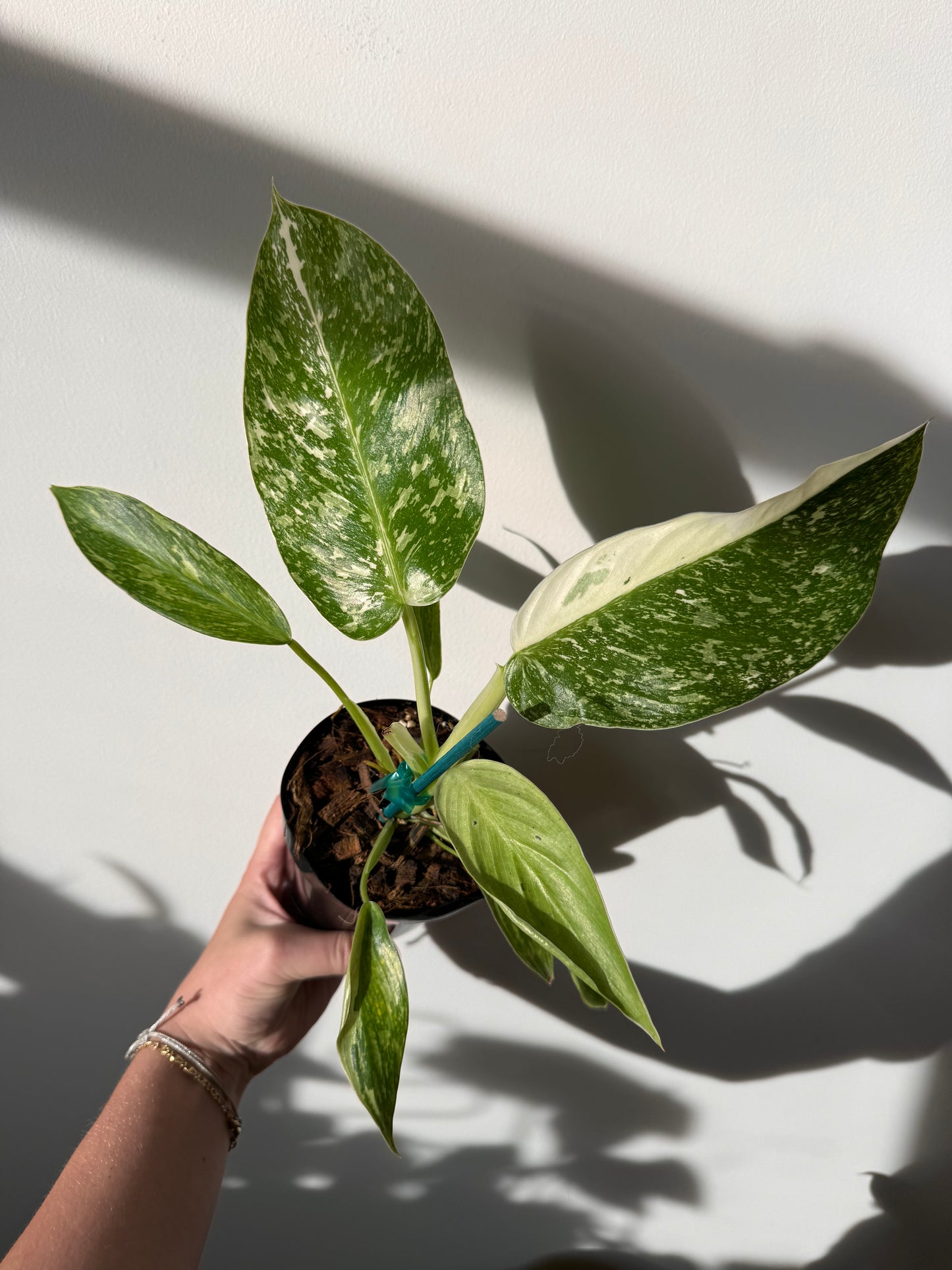 Philodendron ‘Jose Buono’