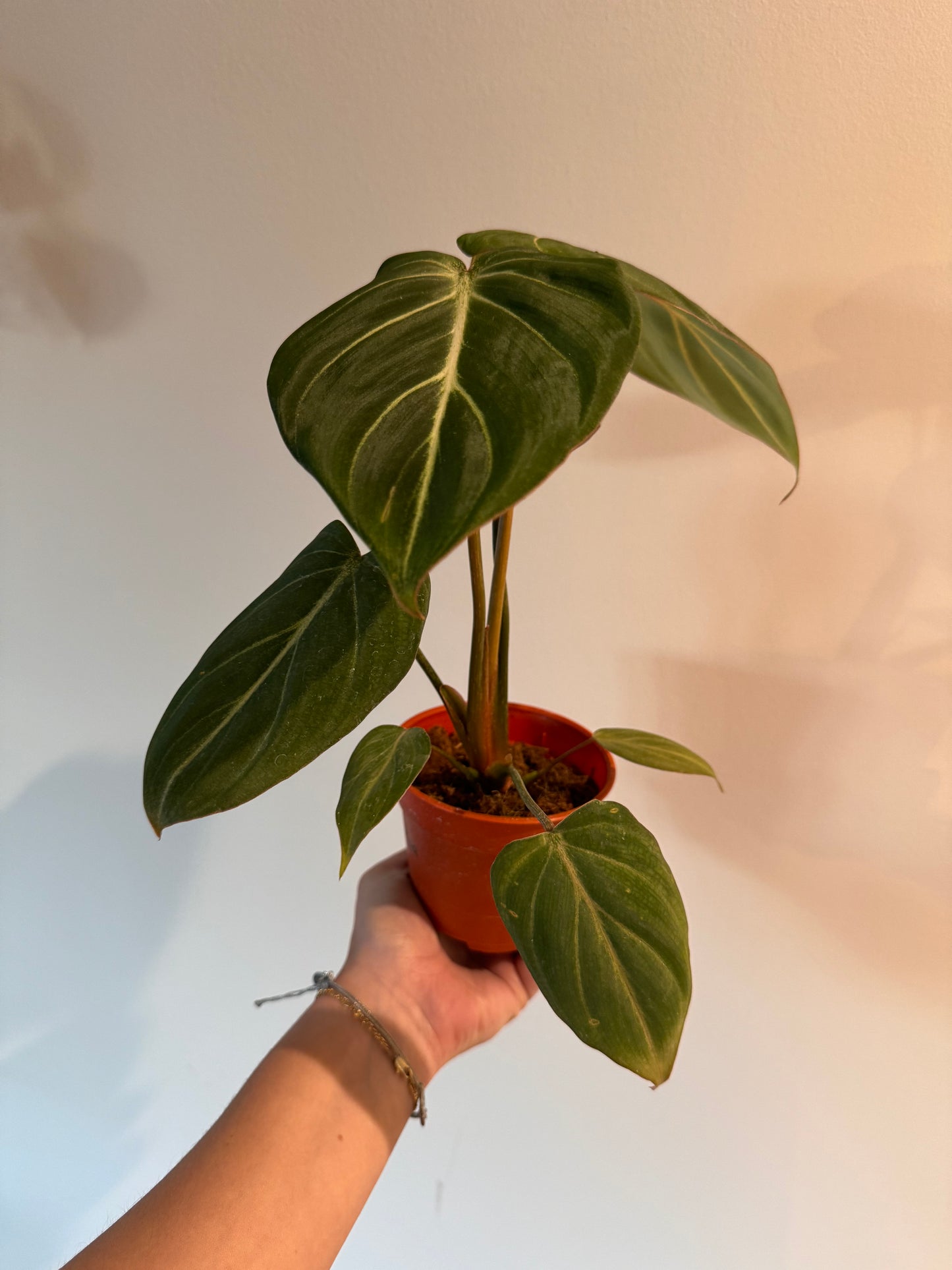 4” Philodendron Gloriosum