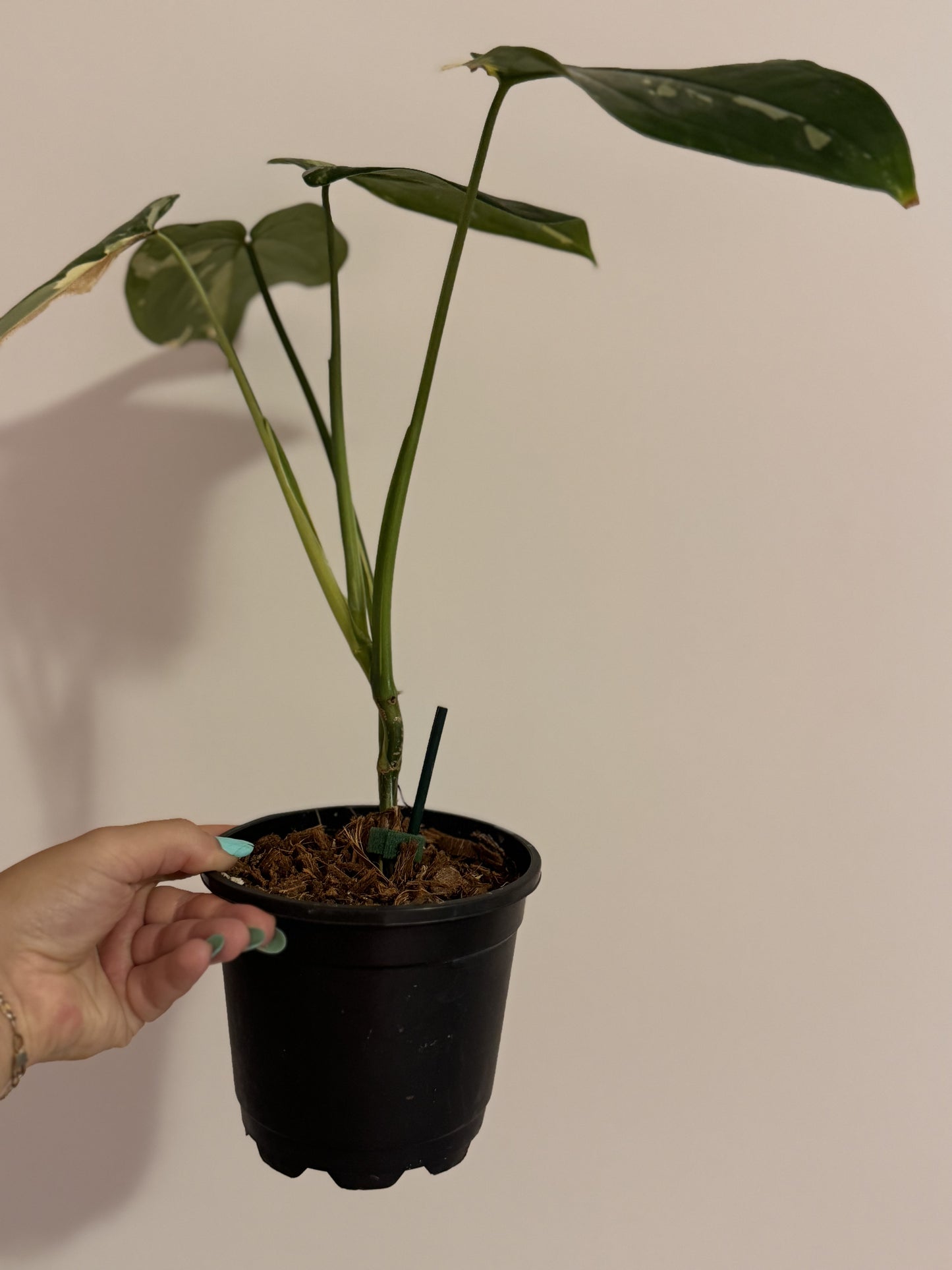 Syngonium Chiapense Variegated