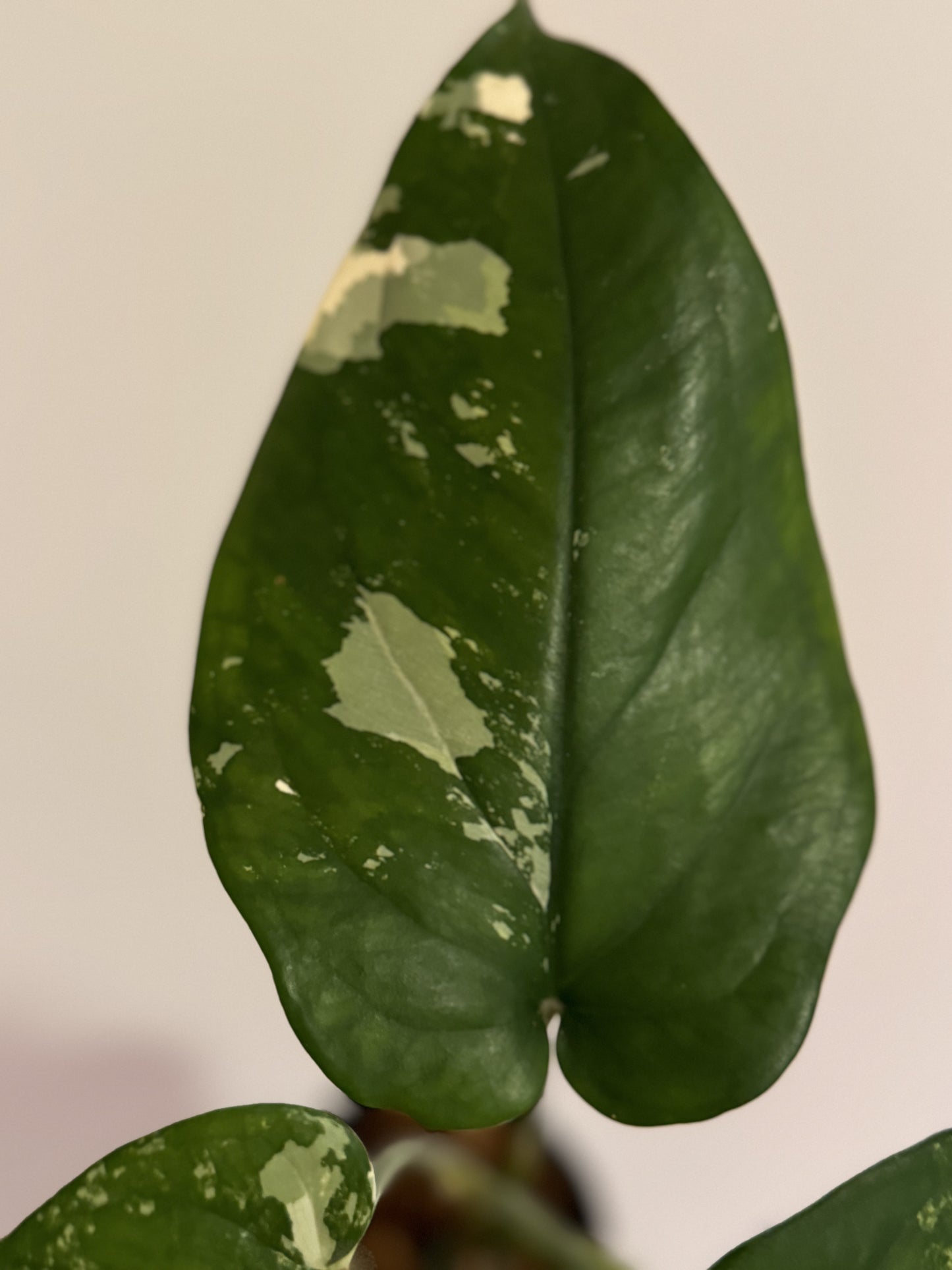 Syngonium Chiapense Variegated